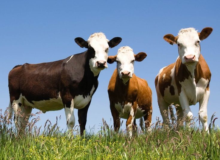 Çiftlik Hayvanları